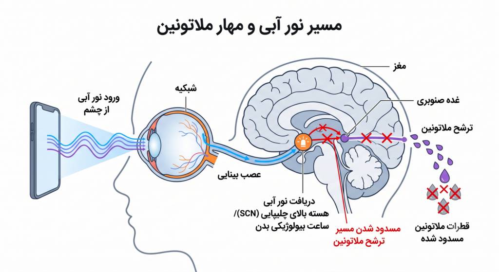 دزدان خواب آرام چه عواملی ریتم طبیعی مغز را مختل میکنند؟